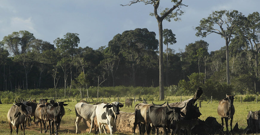 Familias transforman la ganadería para proteger la biodiversidad en Madre de Dios