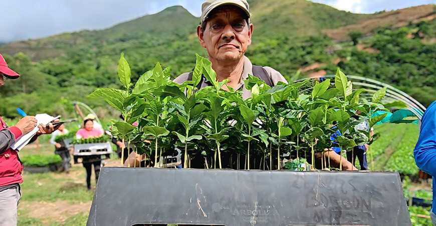 Cusco distribuye 3 millones de plantones de café a más de 4500 productores