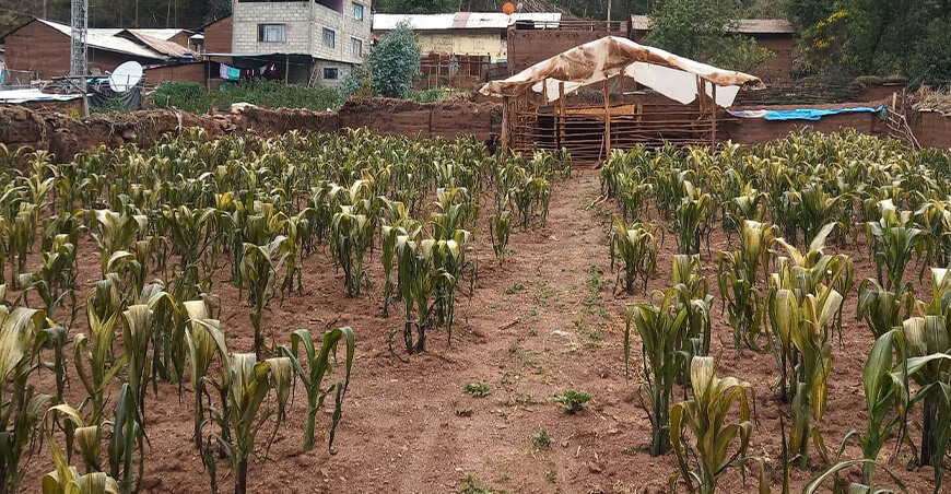 Granizadas, heladas y sequías dañaron 160 hectáreas de cultivos Pasco Perú