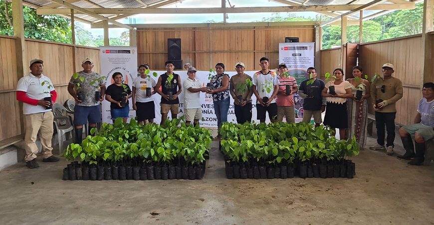 Enriquecimiento de parcelas agroforestales familias productoras Amazonas Perú IIAP