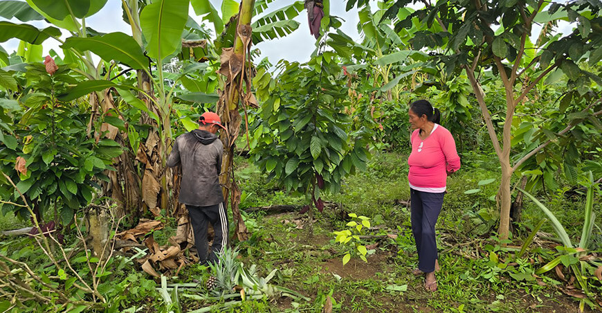 Enriquecimiento de parcelas agroforestales familias productoras Amazonas Perú IIAP
