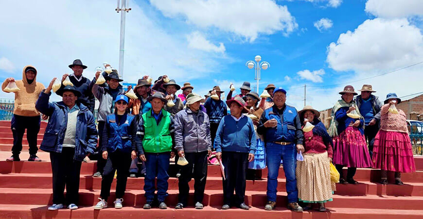 Implementarán siembra directa de trébol blanco para mejorar la alimentación de alpacas Puno Perú