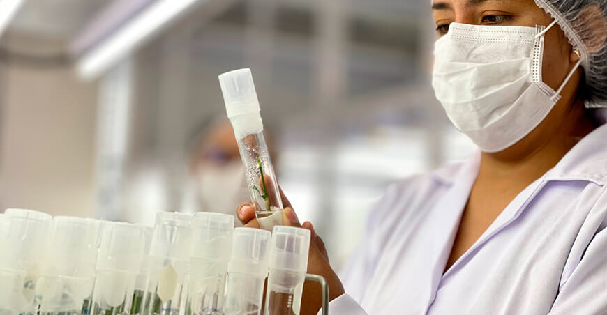 INIA Perú producción de cultivos in vitro