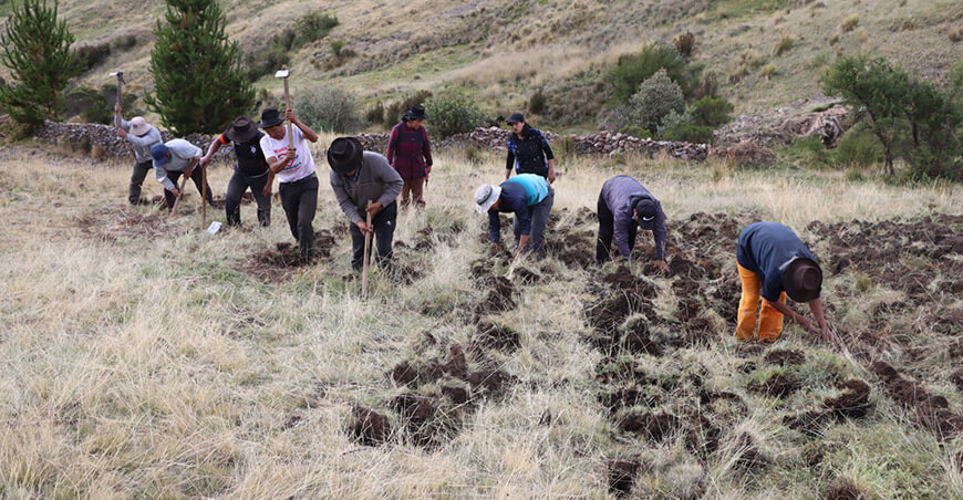 INIA transfirió más de 450 variedades de papas nativas a productores conservacionistas Apurímac Perú