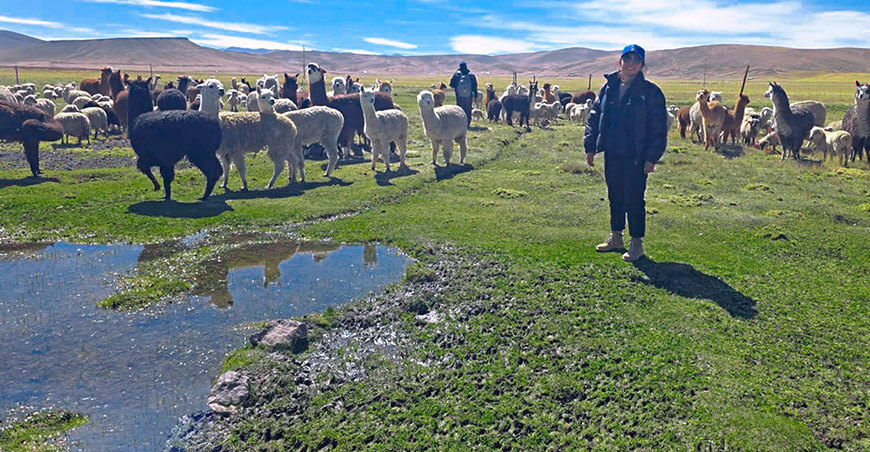 Proyecto “Alpacas de Color” inicia acciones en toda la región Puno Perú