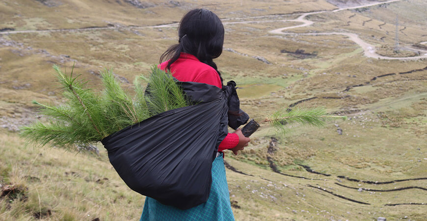 Inician reforestación en la margen de la qocha El Totoral Cajamarca Perú