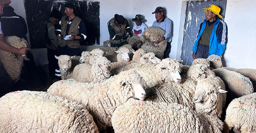 Logran 70 % de éxito en inseminación artificial de ovinos en el distrito de San Juan de Salinas Puno