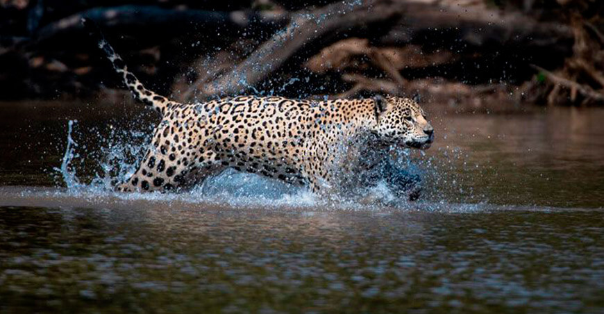 Aprueban plan de acción para proteger al jaguar en la Amazonía Perú