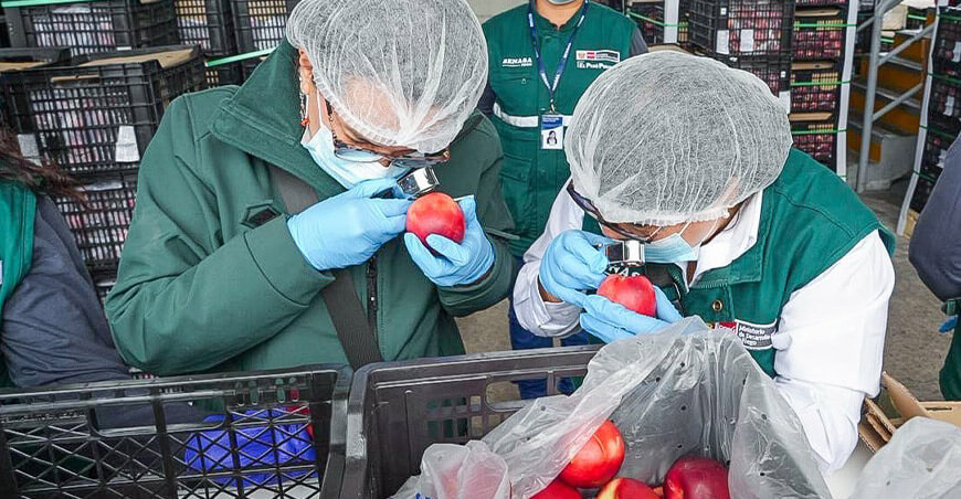 Midagri reafirma compromiso con la sanidad agraria mediante control permanente en la frontera con Chile