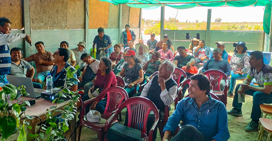 Instalarán parcela demostrativa de arándano en Nuevo Chimbote Áncash Perú PECH