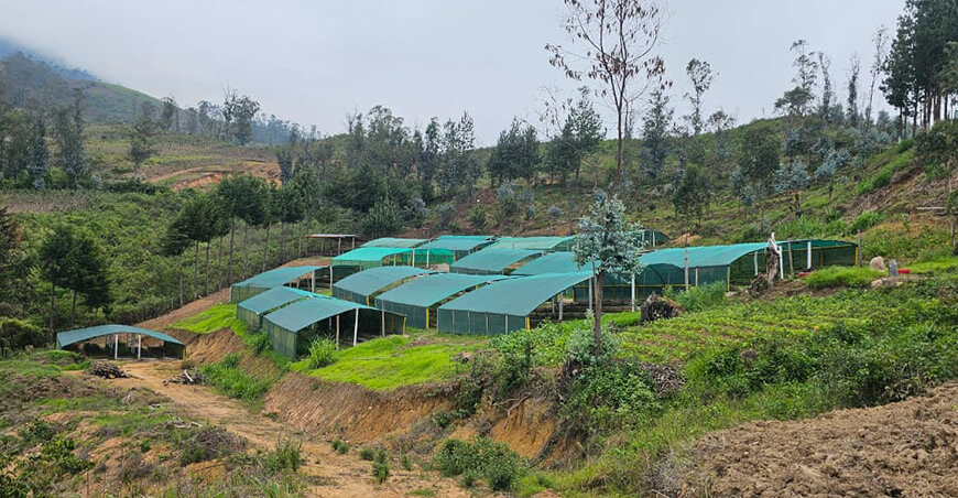 Alistan 500 000 plantones para reforestar la cuenca del río Huancabamba Piura Perú