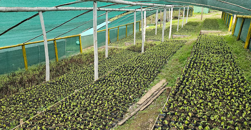 Alistan 500 000 plantones para reforestar la cuenca del río Huancabamba Piura Perú