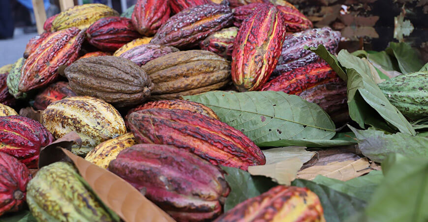 Perú exportación de cacao peruano