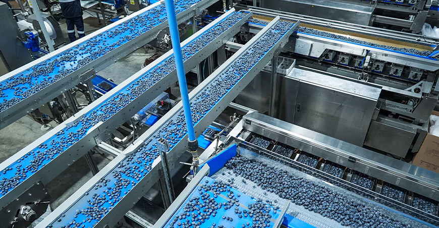 Perú exportación de arándanos peruanos