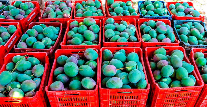 Perú exportación de mango peruano
