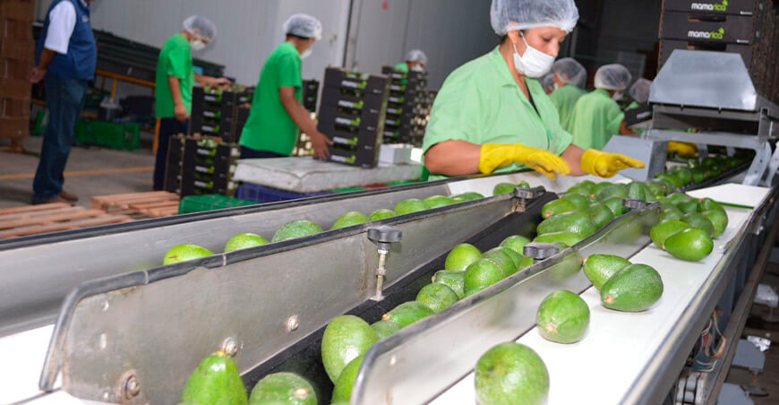 Perú exportación paltas peruanas