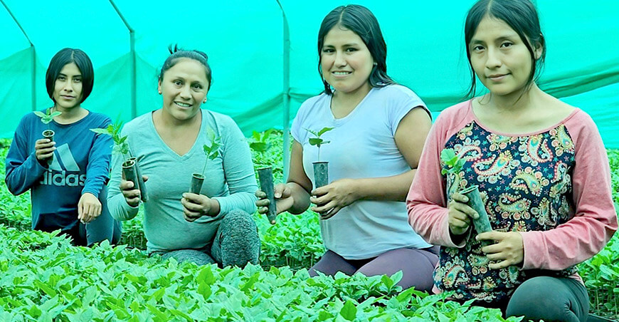 Cusco distribuye 3 millones de plantones de café a más de 4500 productores