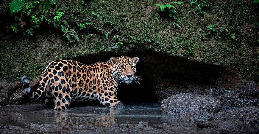 Aprueban plan de acción para proteger al jaguar en la Amazonía Perú