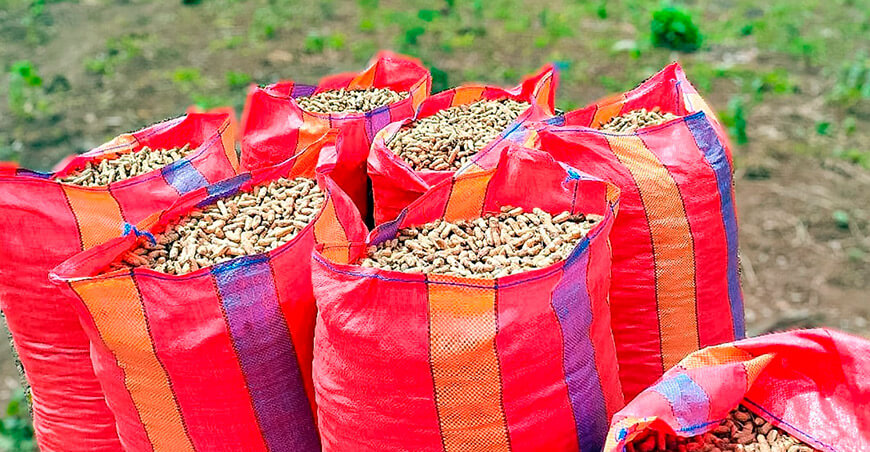cultivo de maní Perú