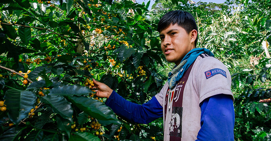 Perú productor de cultivo de café