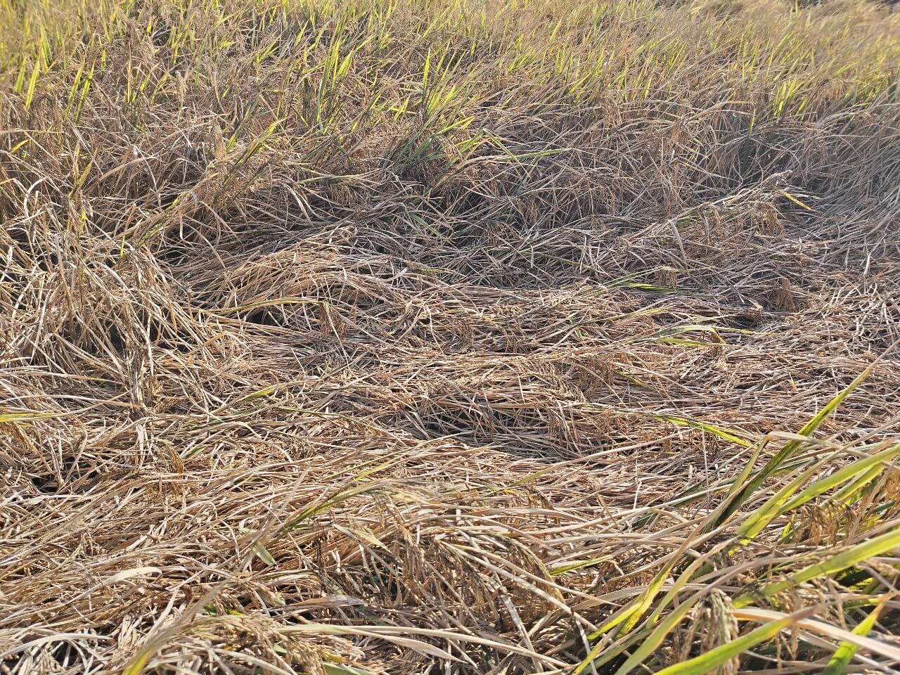Plaga letal: Arrozal en Lambayeque seriamente afectado por la sogata.