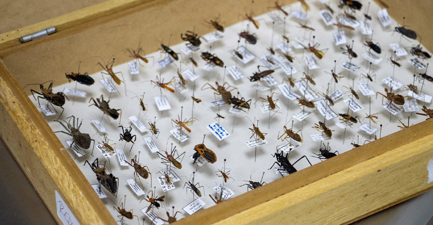 UNALM inauguró el primer Museo de Entomología del Perú