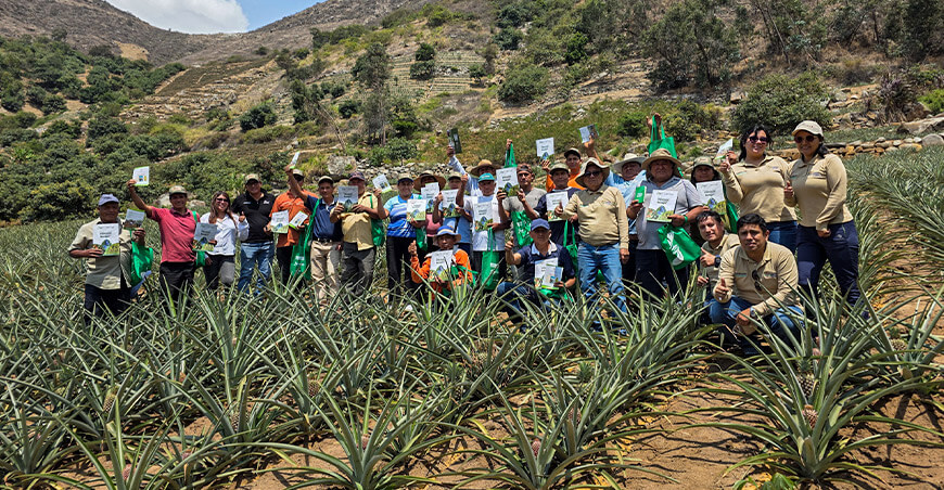 Fortalecen producción de piña Golden MD2 en zona altoandina de Otuzco La Libertad Perú