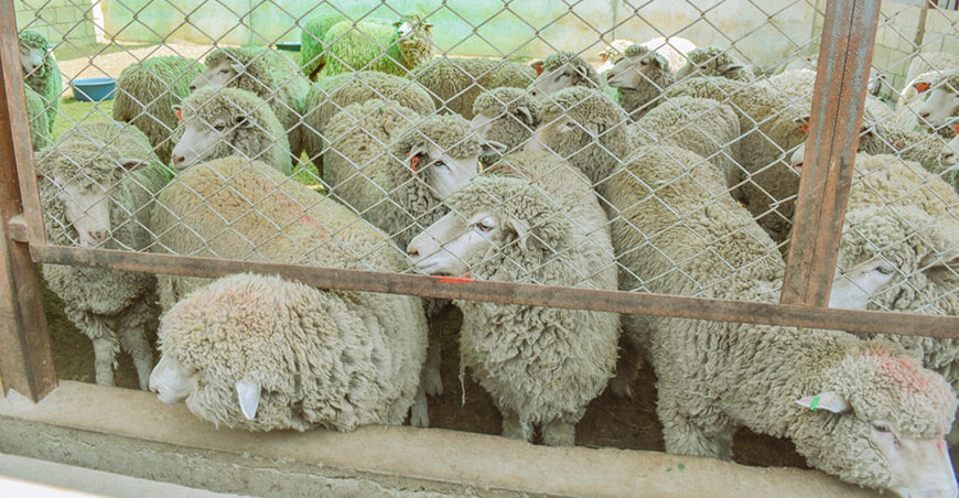 Impulsan la mejora genética ovina con entrega de reproductores Piura