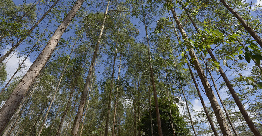 Serfor impulsa políticas para fortalecer las plantaciones forestales comerciales y los sistemas agroforestales