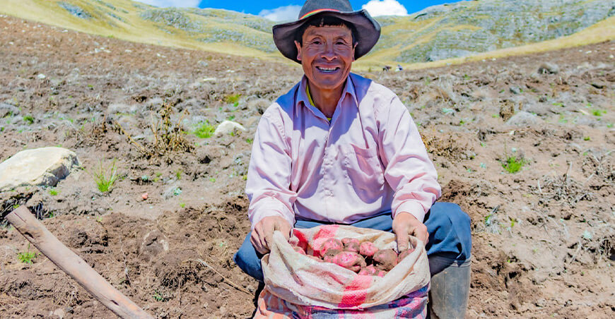 Perú productor cosecha papa rosada o Canchan
