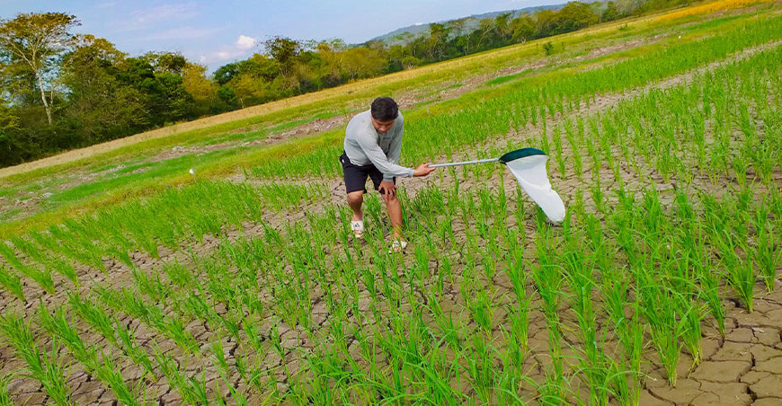 productor de cultivo de arroz San Martín Perú