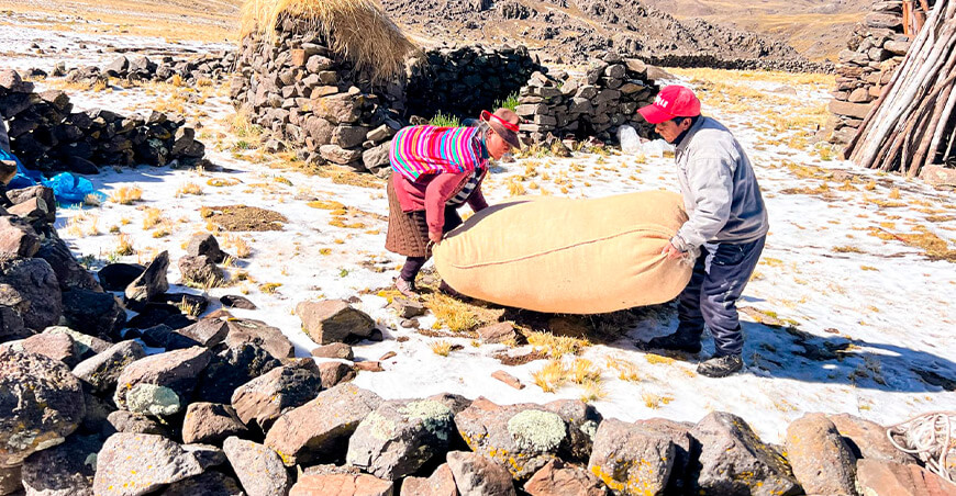 Productores de Apurímac comercializan 147 000 libras de fibra de alpaca a la industria textil con apoyo de Agromercado 