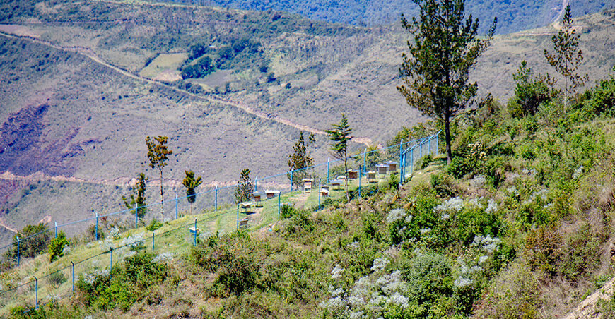 Proyecto Miel de Abeja fortalece a familias apícolas de las 7 provincias Apurímac Perú