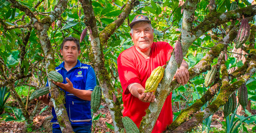 Ficacao la ruta del cacao Perú