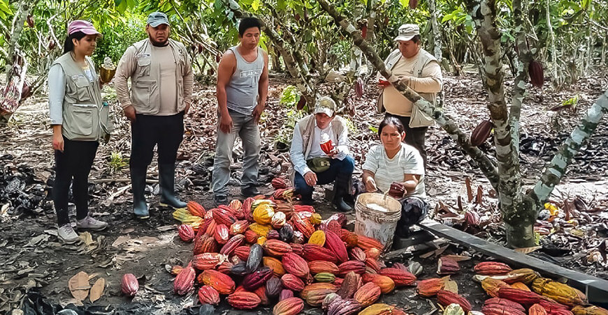 Comunidad nativa de Ucayali logró acuerdo comercial para vender más de 10 TM de cacao de bosques conservados