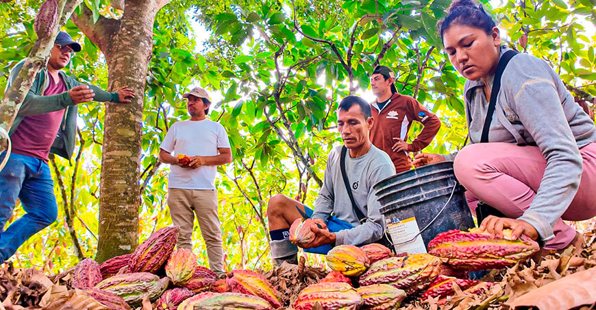 productores de cacao San Martín Perú