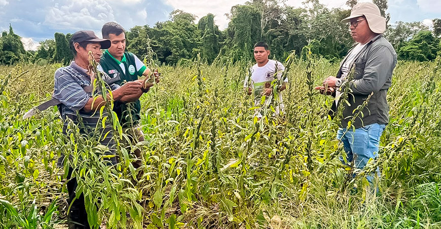 20 toneladas de ajonjolí de productores de Ucayali ingresaron al mercado de Asia