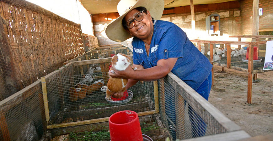 productores de cuy Perú