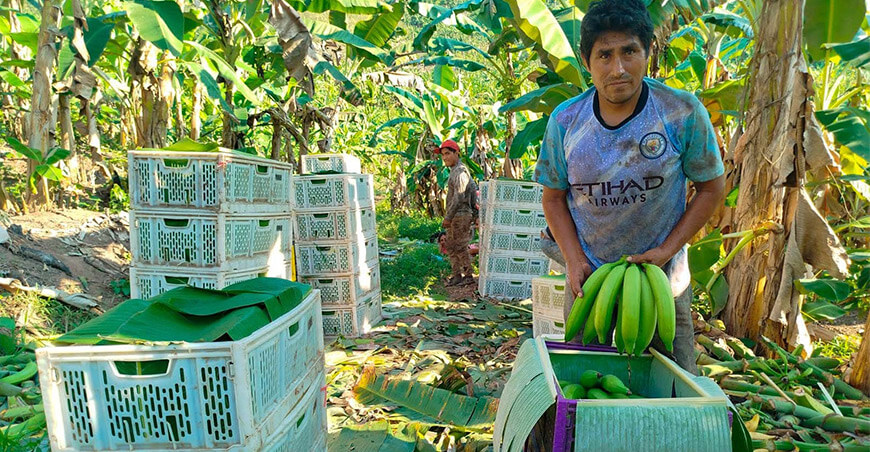 productores de plátanos Junín Provraem Perú
