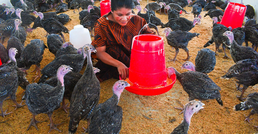 Vraem impulsa la producción familiar con la entrega de 800 pavos criollos mejorados a comunidades nativas