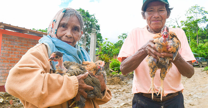 Fortalecen la agricultura familiar en comunidades nativas con entrega de pollos Cusco Perú