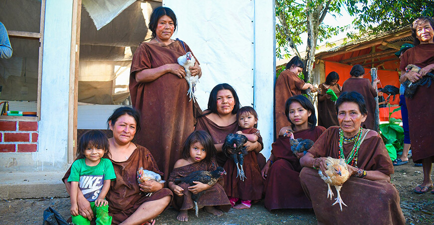 Fortalecen la agricultura familiar en comunidades nativas con entrega de pollos Cusco Perú