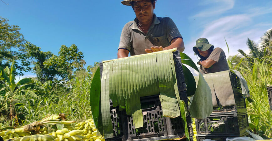 productores de plátanos Junín Provraem Perú