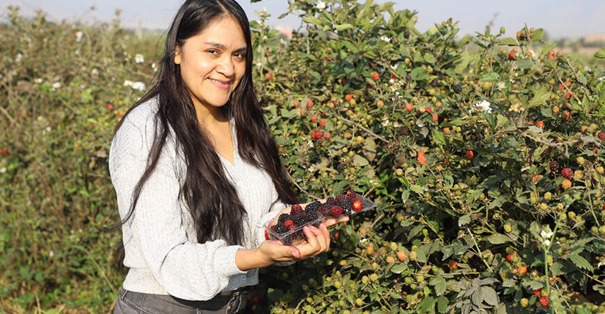 cultivo de moras Proyecto Frutos Rojos del Perú fundo “Vermelho” Lambayeque Perú