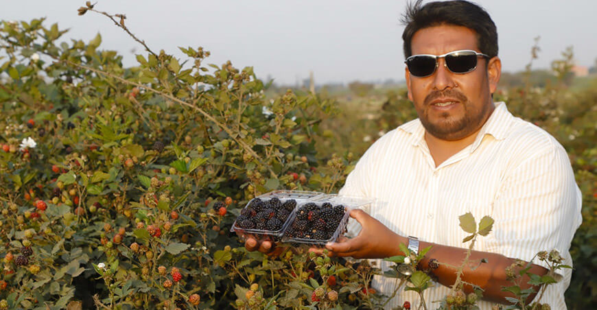 cultivo de moras Proyecto Frutos Rojos del Perú fundo “Vermelho” Lambayeque Perú
