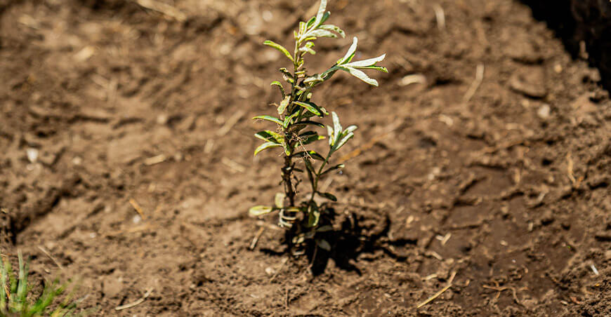 Impulsan reforestación en Yunguyo como parte de proyecto hídrico Puno Perú