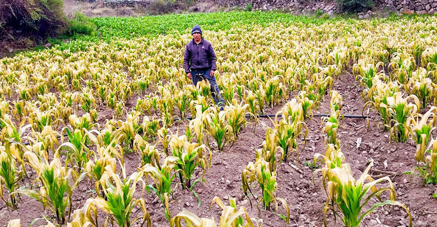 Seguro Agrícola Catastrófico productor cultivo maíz heladas sequía Ayacucho Perú