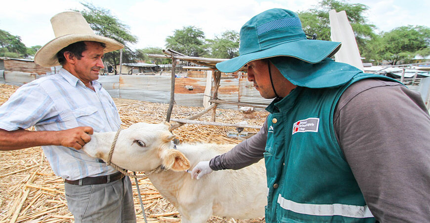 Senasa campaña vacunación bovinos Perú