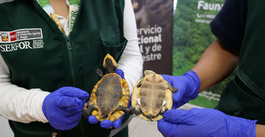 Serfor exhorta a la ciudadanía a no adquirir animales silvestres en fiestas navideñas