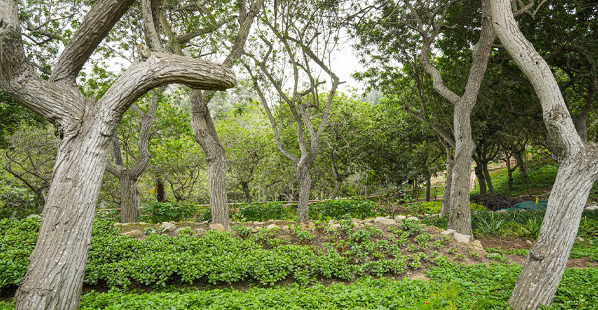 Serfor y aliados elaboran el Manual de Forestería Urbana y Periurbana del Perú